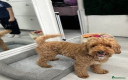 Cockapoo dogs for sale: Male 4 year old  - Advert 5