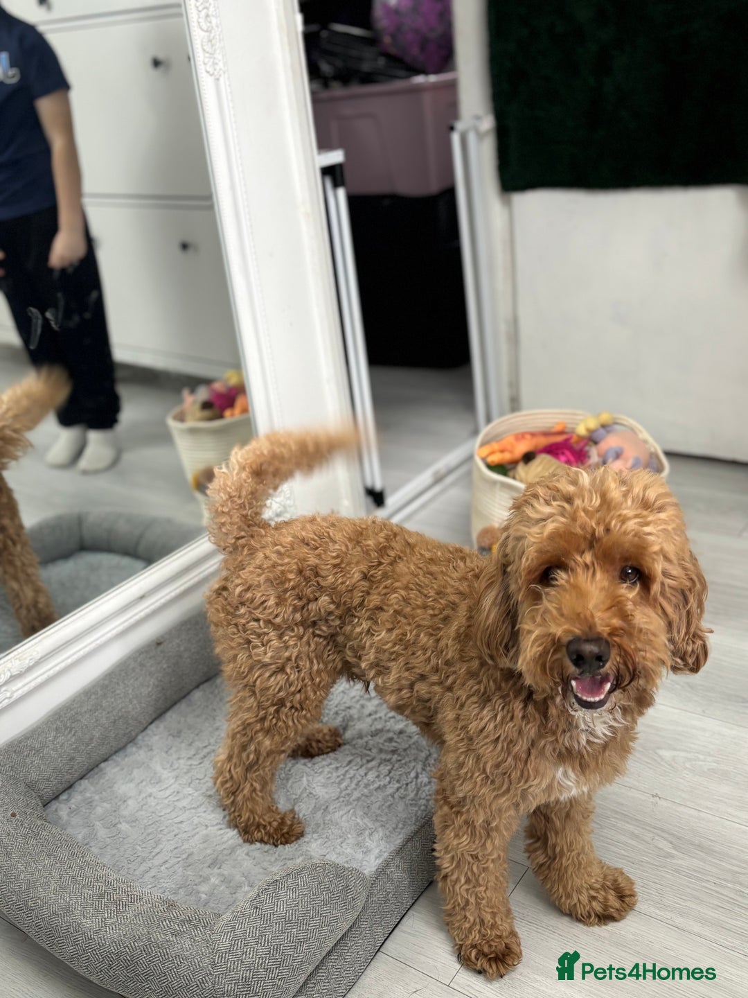 Cockapoo dogs for sale: Male 4 year old  - Advert 5