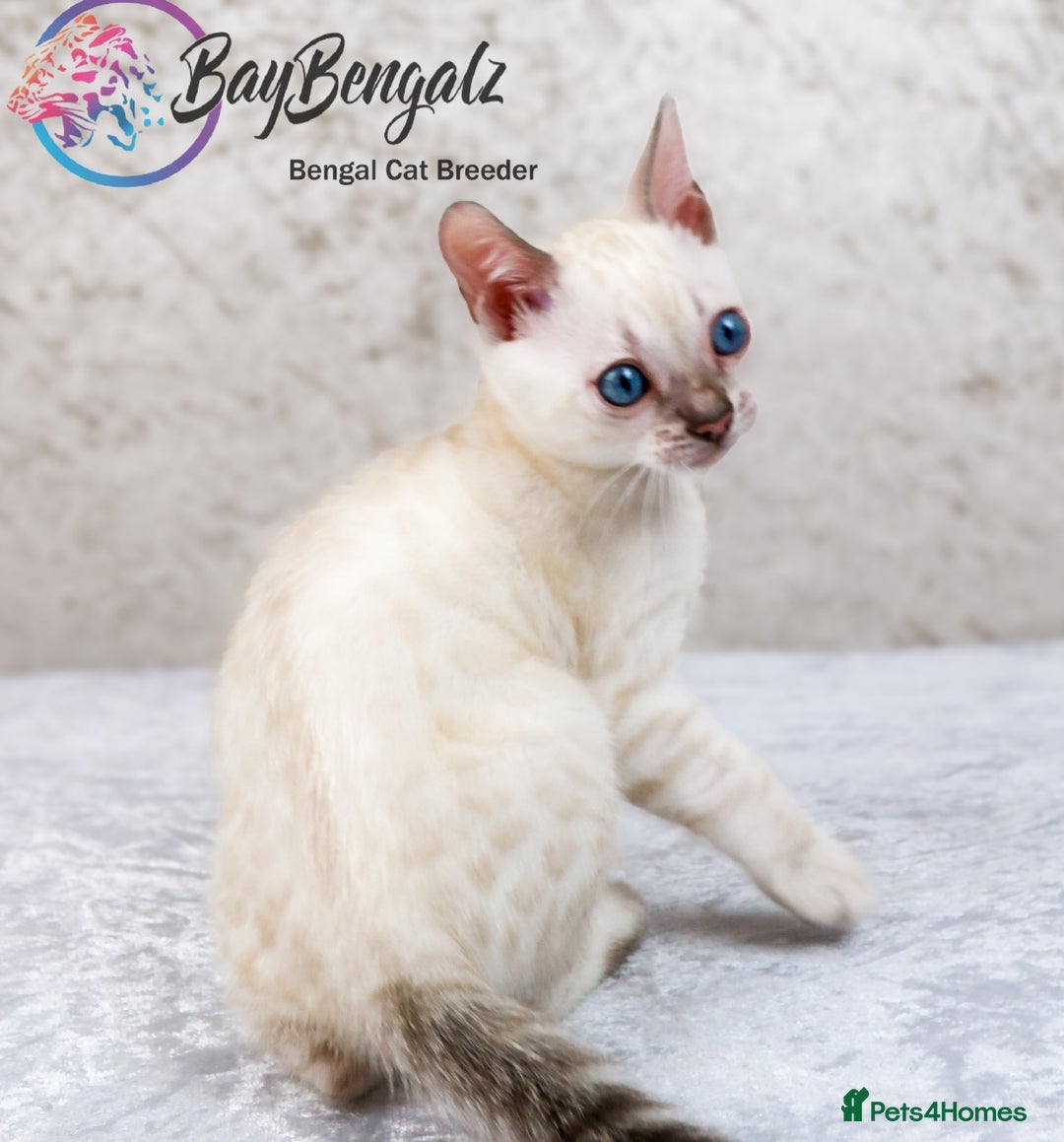 Bengal cats for sale: 1 Boy left, Bengal Snow kittens from RW TGC Sire - Image 15