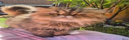 Exotic cats for sale: Exotic short hair  - Advert 8