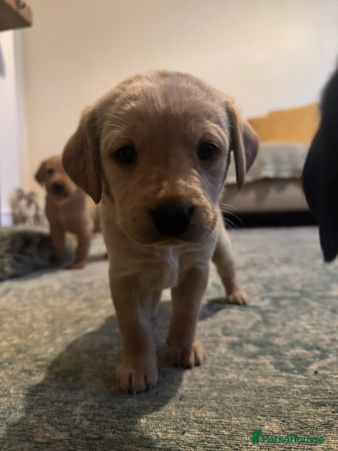 Labrador Retriever dogs for sale: Beautiful KC registered Lab boys  - Advert 8