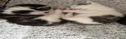 Mixed Breed cats for sale: Kitten - Advert 2
