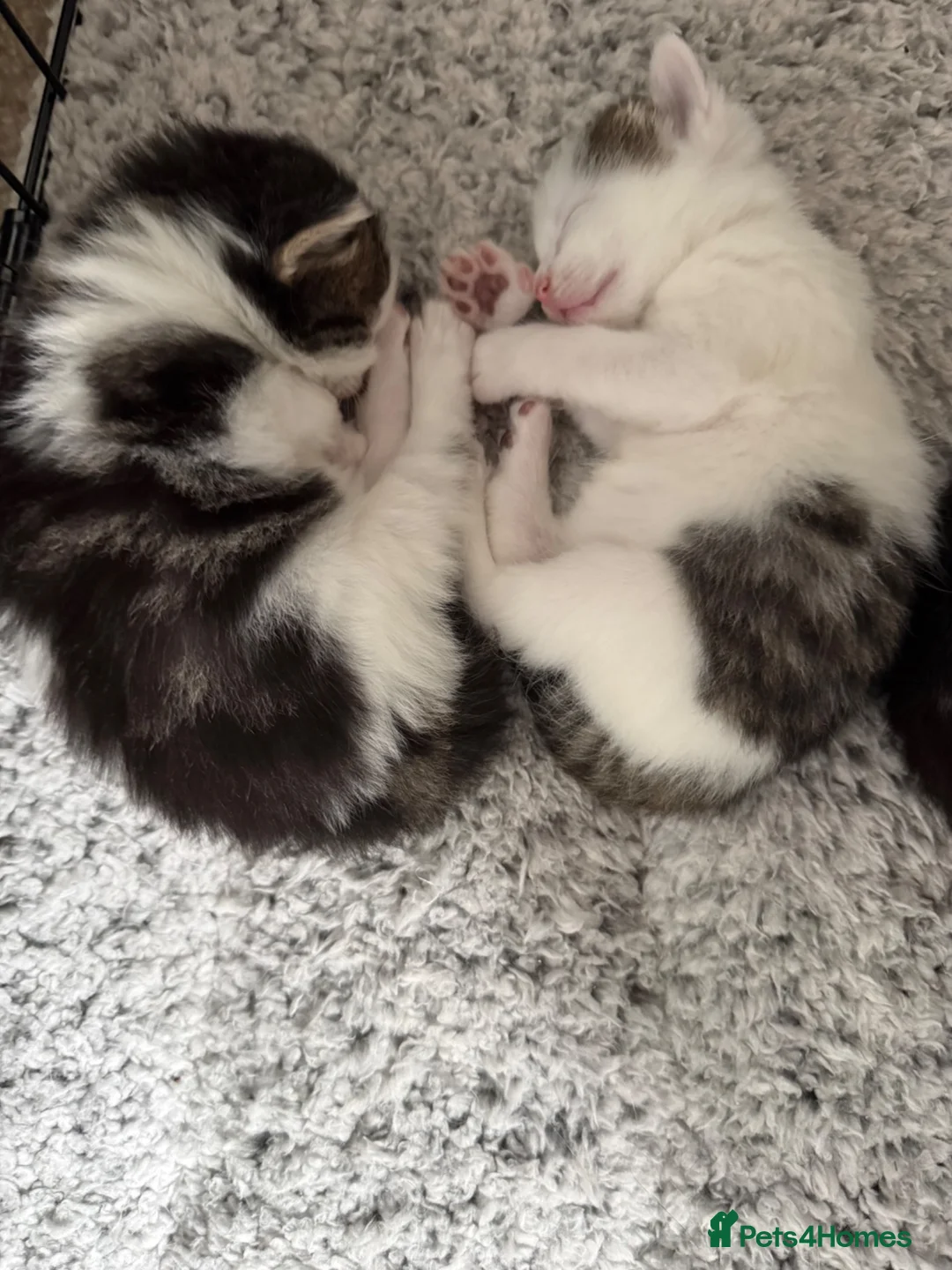 Mixed Breed cats for sale: Kitten - Advert 2