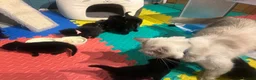 Mixed Breed cats for sale: 8 Beautiful Ragdoll Cross Kittens 🐾 - Advert 1