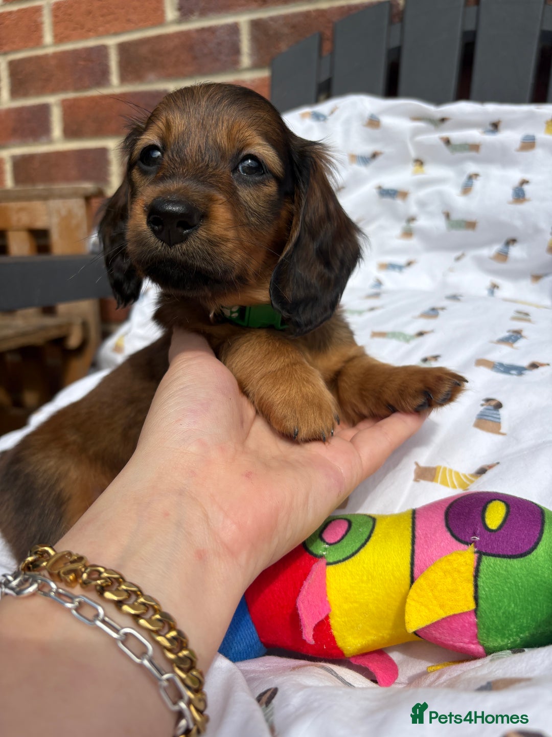 Miniature Dachshund dogs for sale: Amazing Champ Bloodlines Mini Dachshunds ✨ - Image 15