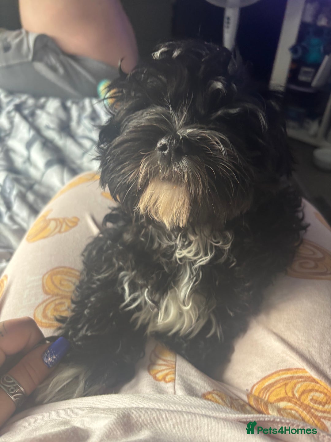Shihpoo dogs for sale: Shi poo  - Image 2