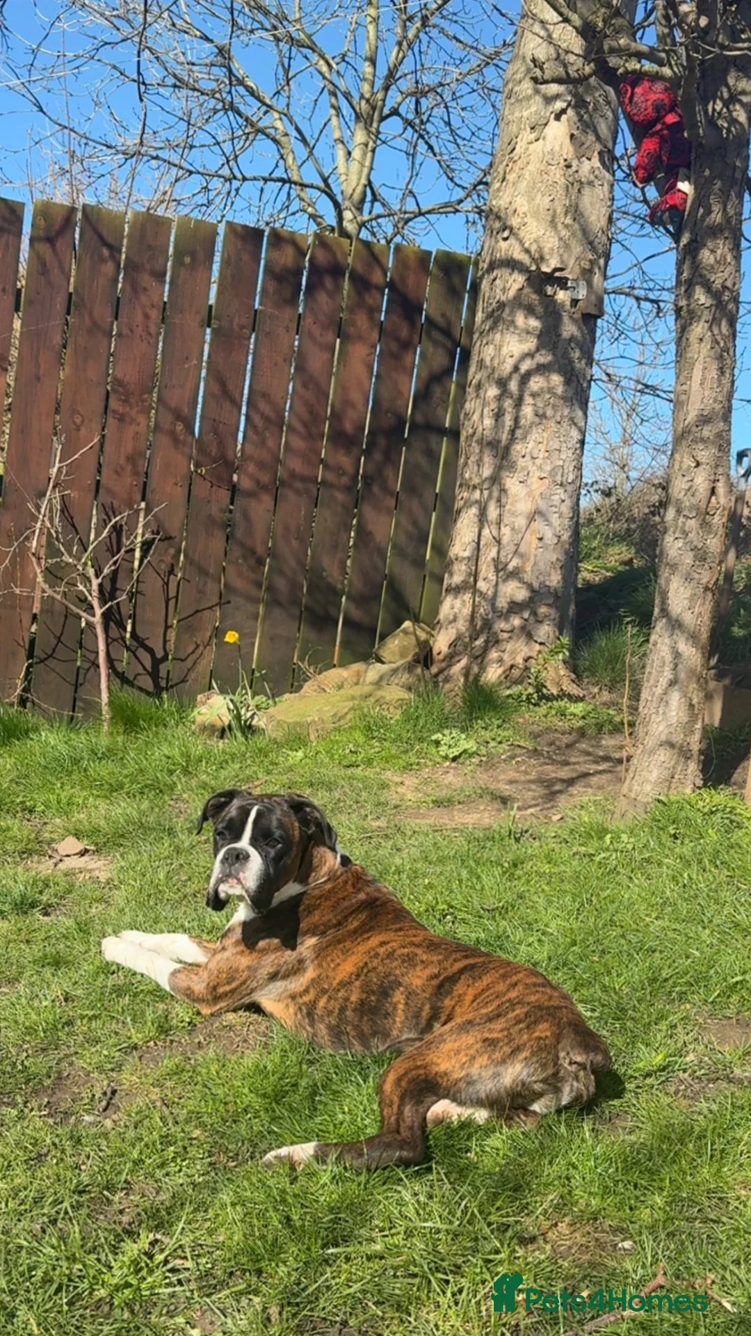 Boxer dogs for sale: Boxer in need of new home  - Advert 2