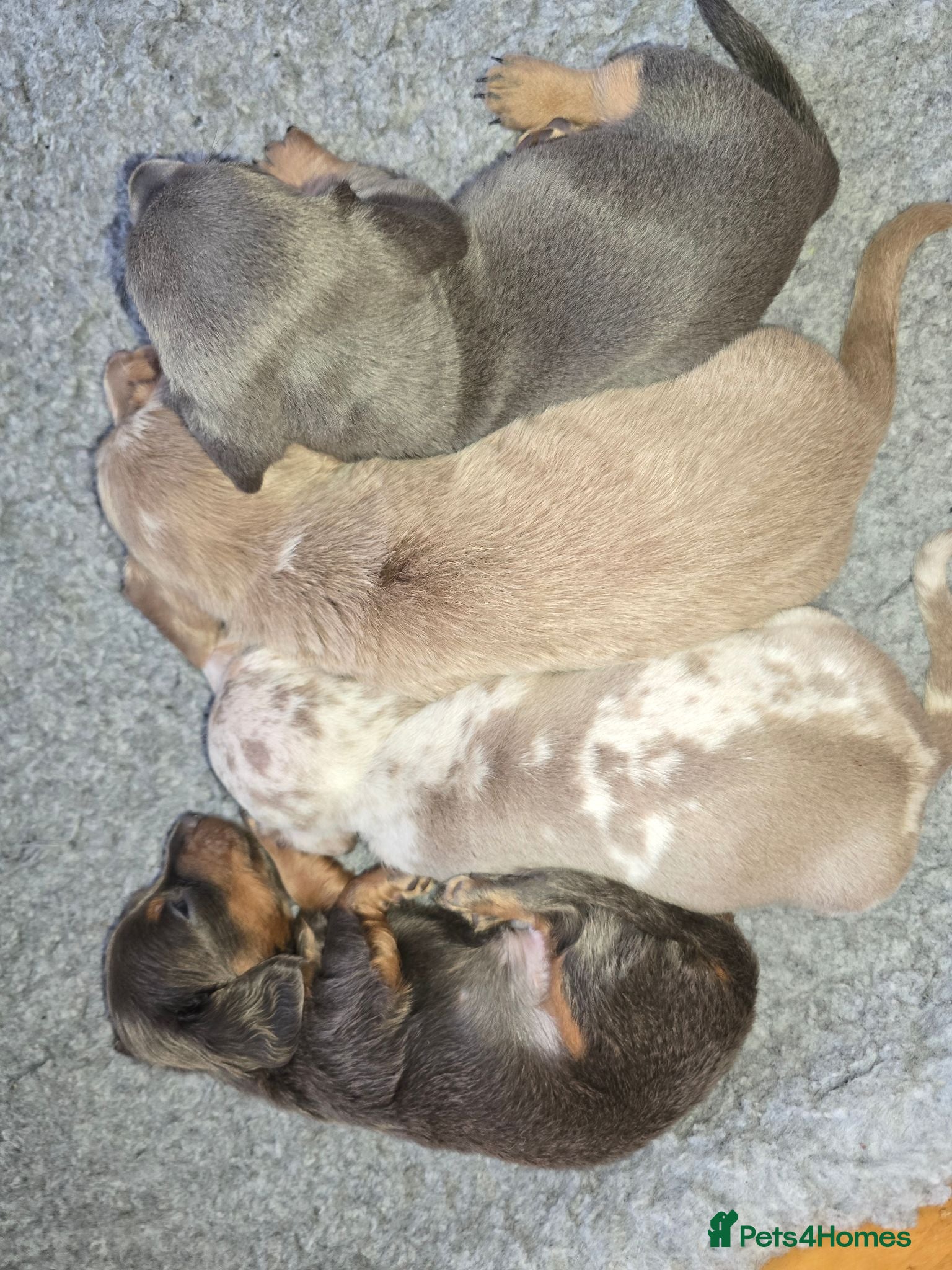 Miniature Dachshund dogs Adorable minature Dashounds - Advert 1