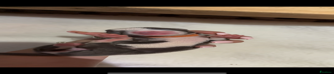 Whippet Puppy 9