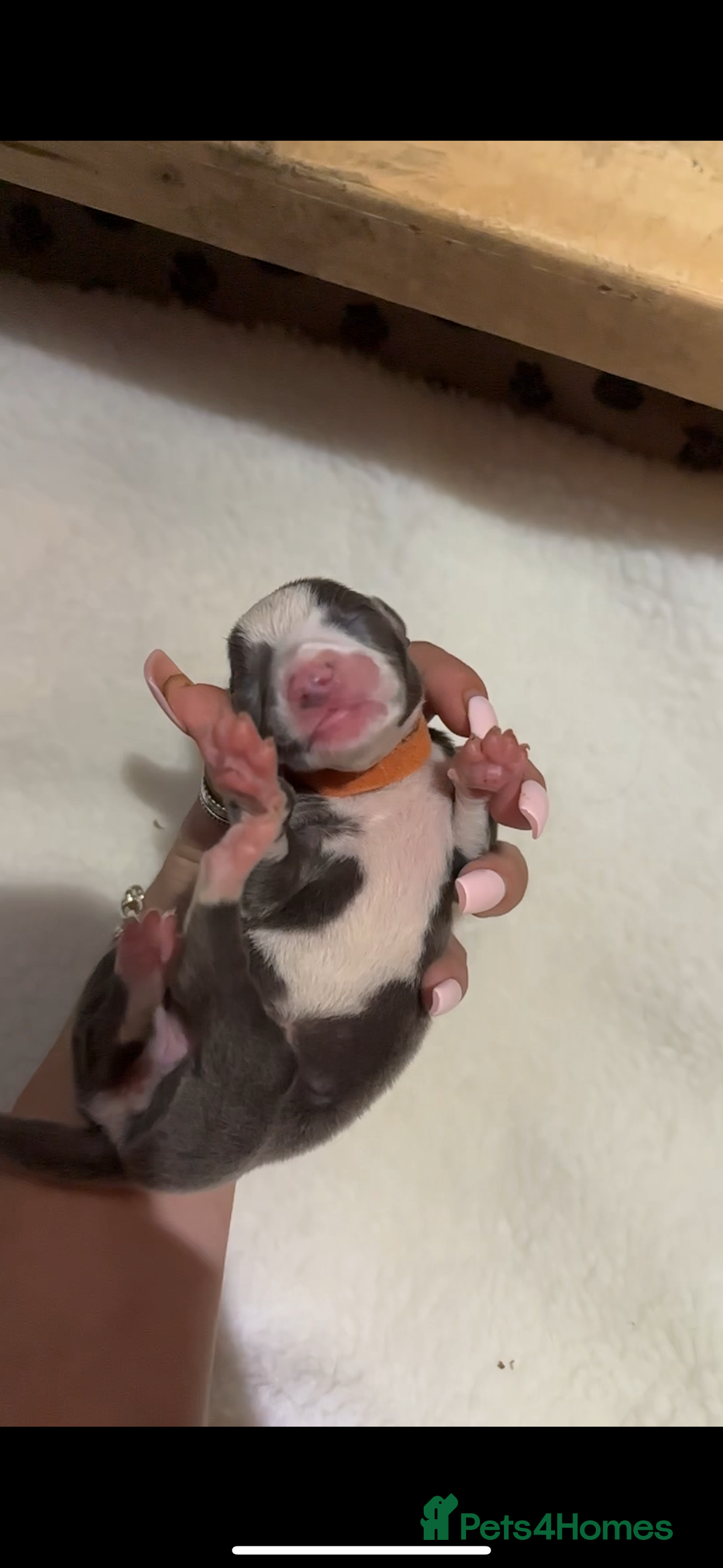 Whippet dogs for sale: Pedigree Purebred Blue and Two Toned Whippets - Image 25