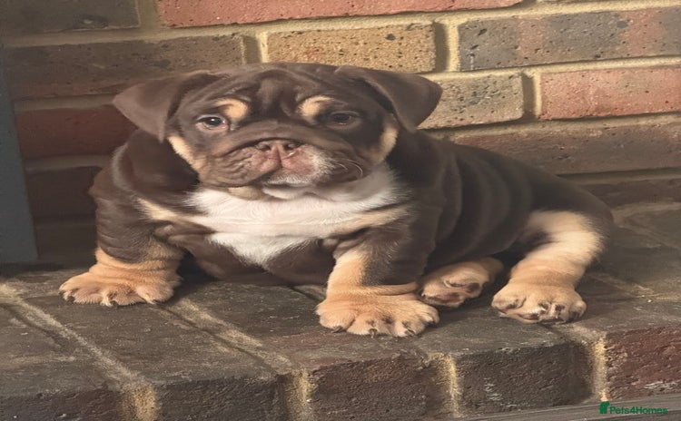 English Bulldog dogs - Advert 1