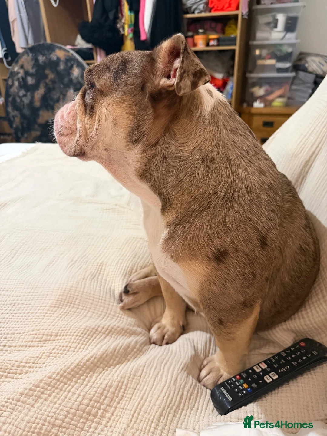 English Bulldog dogs for sale: Female English bulldog  for sale - Advert 2