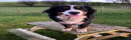 Bernese Mountain Dog dogs for stud: Kc registered health tested stud dog  - Advert 2