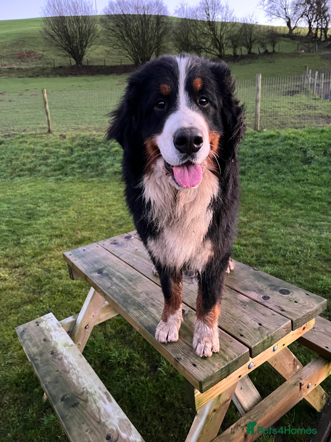 Bernese Mountain Dog dogs for stud: Kc registered health tested stud dog  - Advert 2