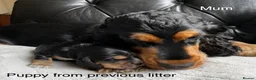 Cocker Spaniel dogs for sale: Cocker Spaniel Show Type - Advert 14