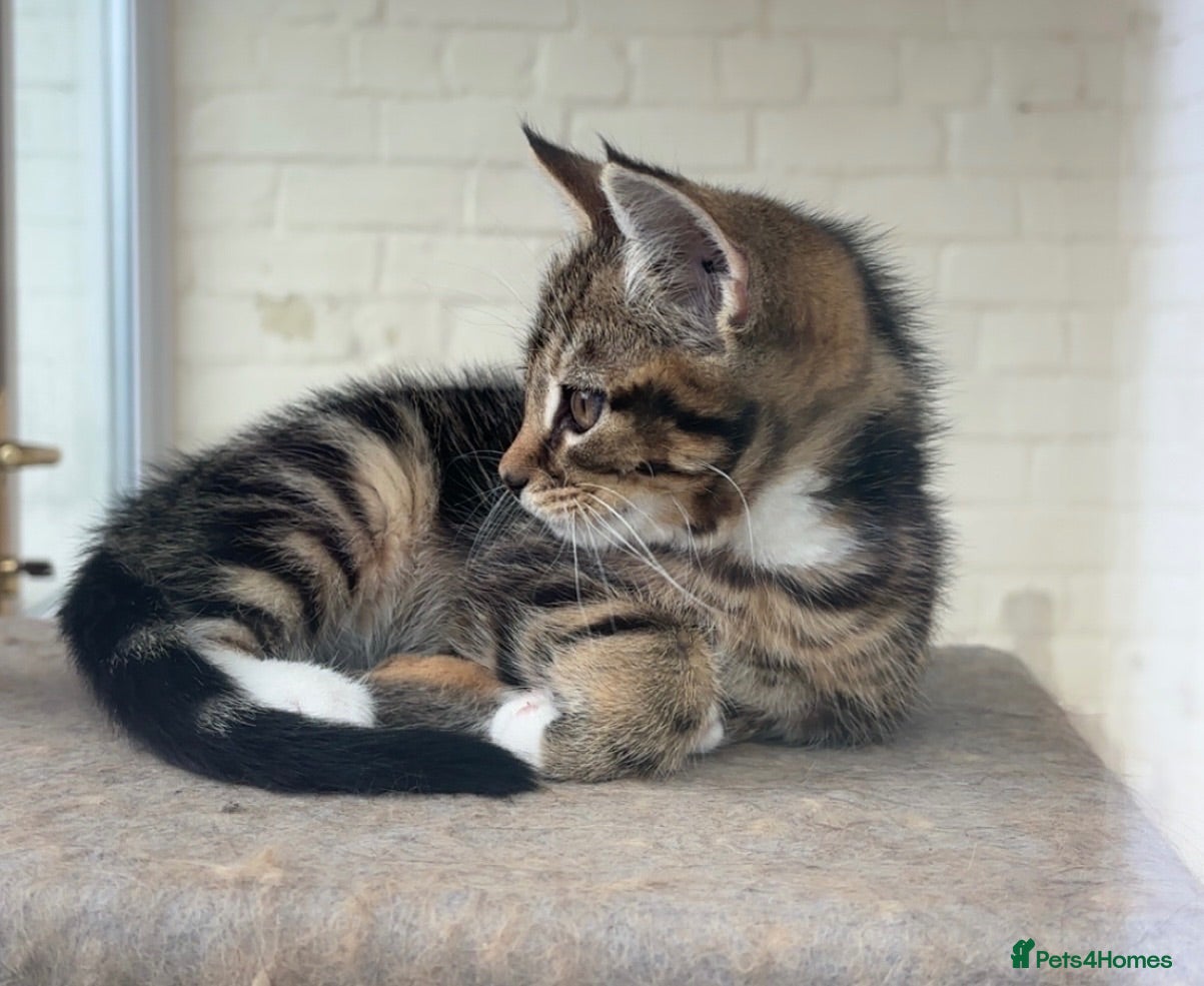Mixed Breed cats Adorable kittens  - Advert 5