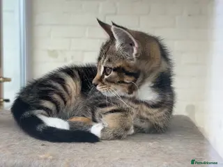 Mixed Breed cats Adorable kittens - Advert 5
