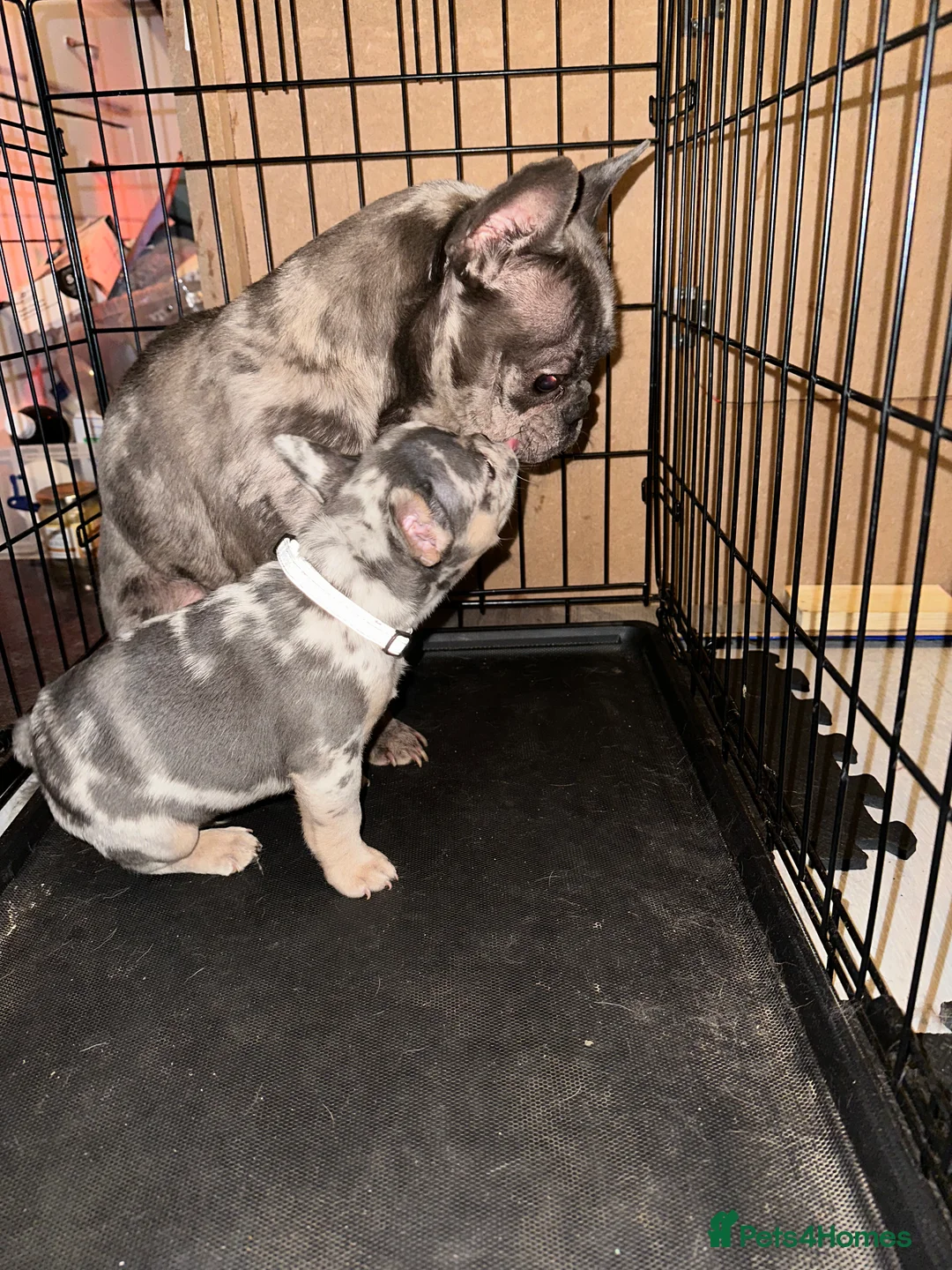 French Bulldog dogs for sale: Pearl the French bulldog  - Advert 2