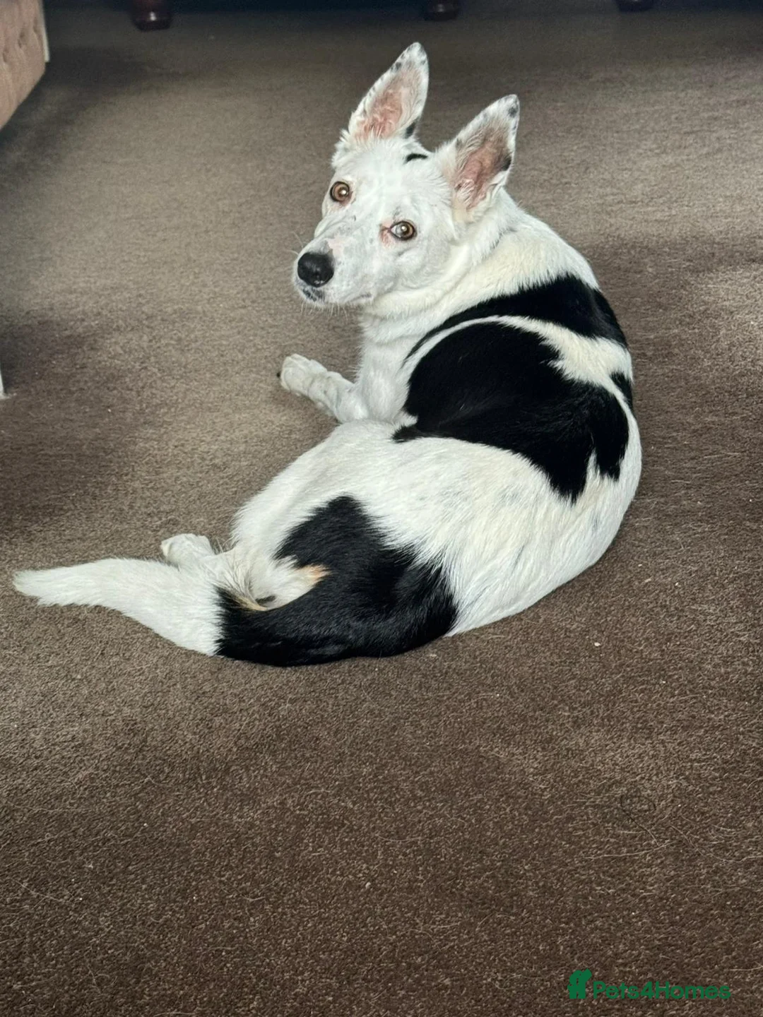 Border Collie dogs for sale: 1 Border Collie Pup - Health tested clear parents - Advert 4