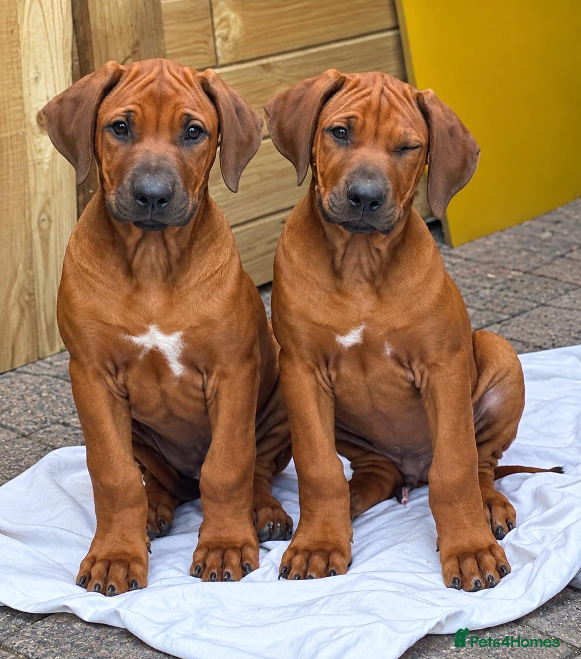 Rhodesian Ridgeback dogs KC RHODESIAN RIDGEBACK PUPPIES FOR SALE  - Advert 2