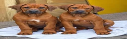Rhodesian Ridgeback dogs for sale: KC RHODESIAN RIDGEBACK PUPPIES FOR SALE  - Advert 1