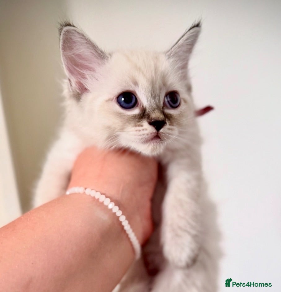 Ragdoll cats 💫 GORGEOUS RAGDOLL KITTENS GIRLS - READY NOW 🏡 - Advert 2