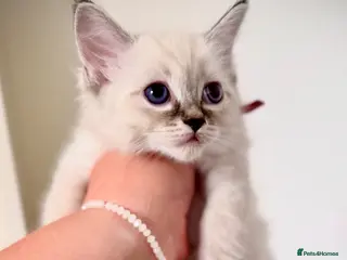 Ragdoll cats 💫 GORGEOUS RAGDOLL KITTENS GIRLS - READY NOW 🏡 - Advert 2