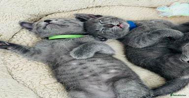 Russian Blue cats - Advert 7