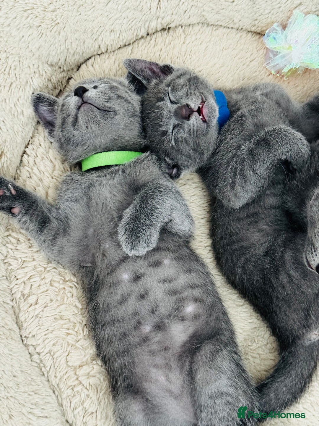 Russian Blue cats for sale: 🩵GCCF Registered Russian Blue kittens 🩵 - Image 5