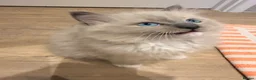 Ragdoll cats for sale: Beautiful ragdoll babies! 😻😻😻 - Advert 10