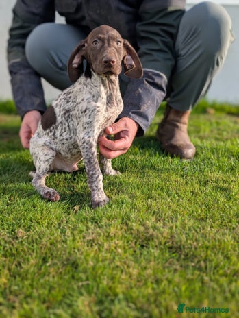 German Shorthaired Pointer dogs - Advert 1