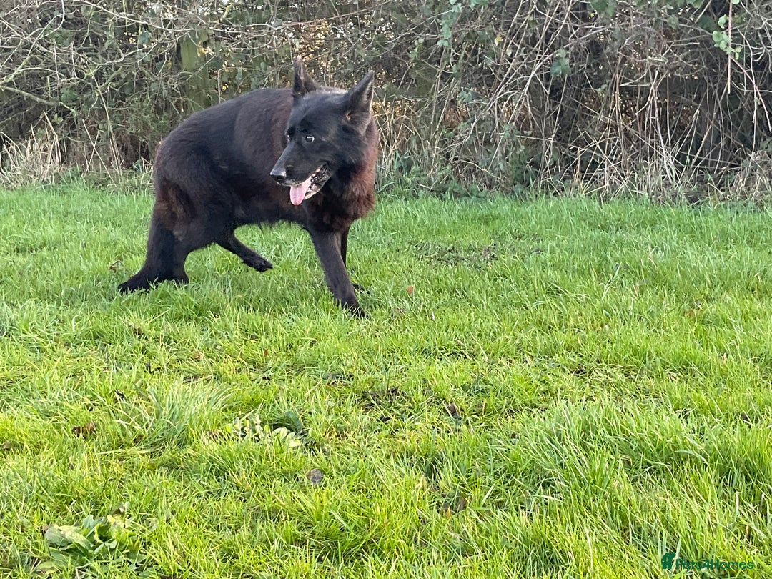 German Shepherd dogs for sale: 2 retired bitches looking for a loving home  - Advert 6