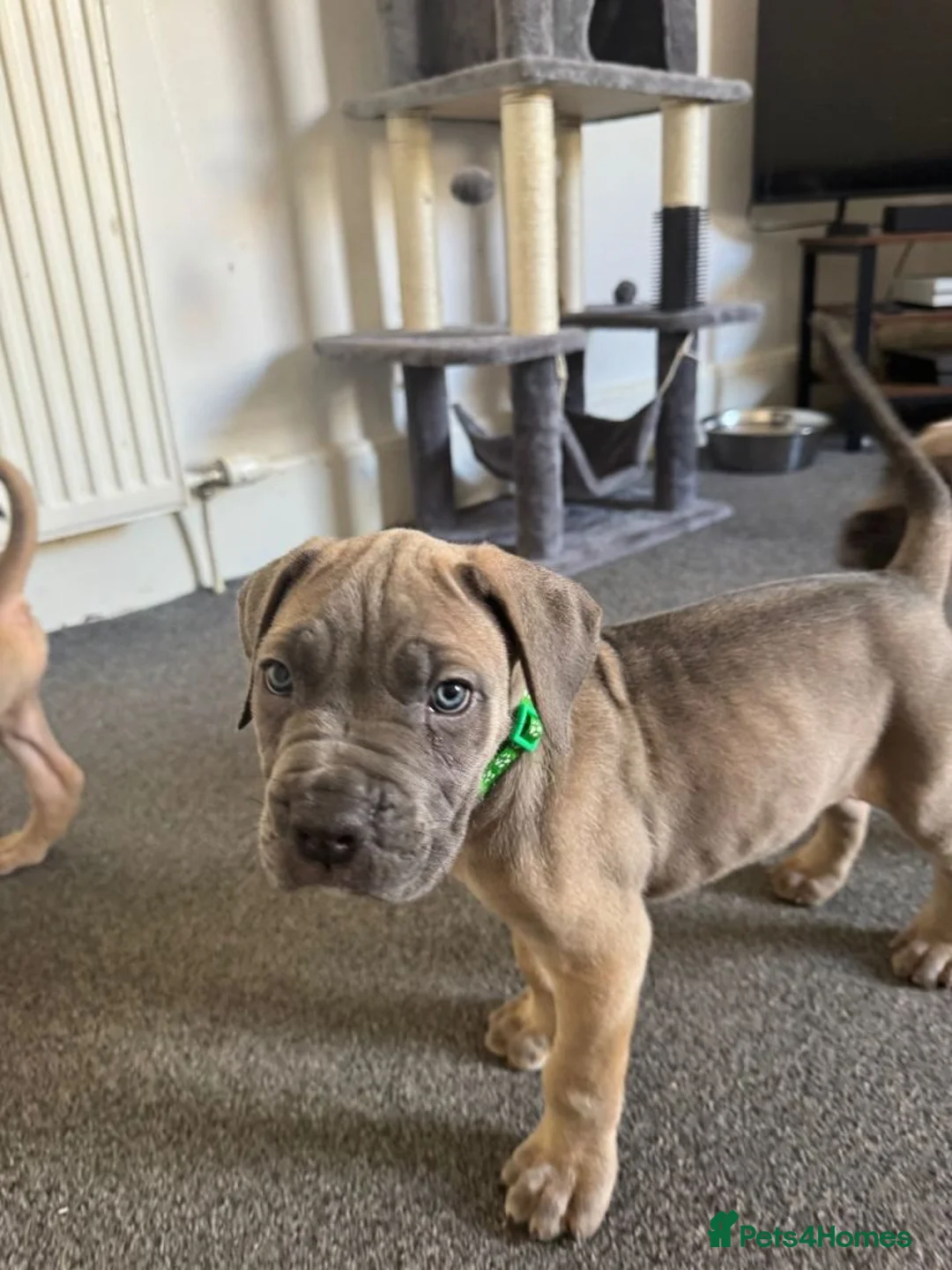 Cane Corso dogs for sale: Cane Corso Puppies - Advert 1