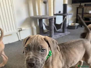 Cane Corso dogs Cane Corso Puppies - Advert 1