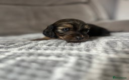 Miniature Dachshund dogs for sale: KC Longhaired Miniature Dachshunds  - Image 36
