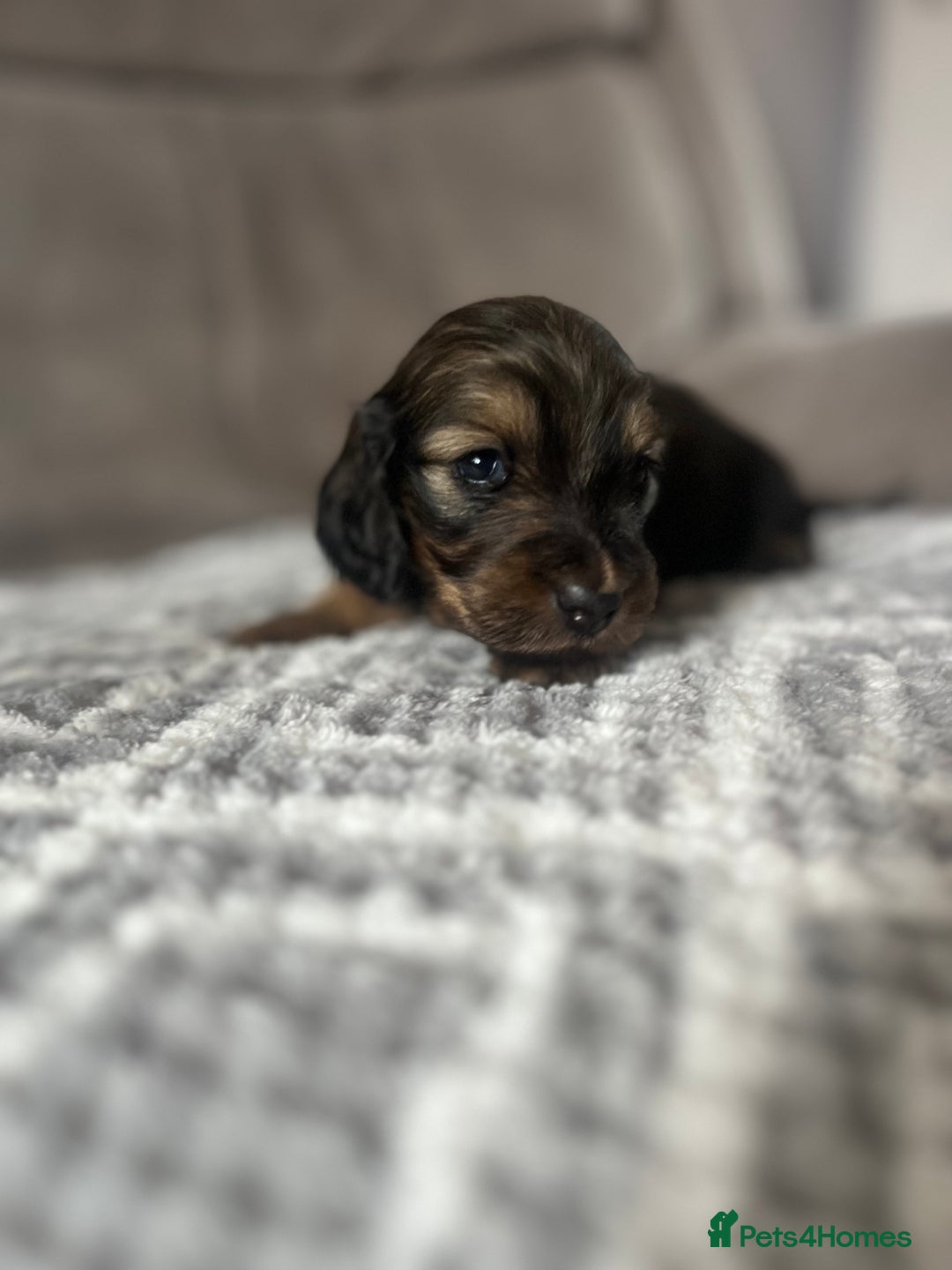 Miniature Dachshund dogs for sale: KC Longhaired Miniature Dachshunds  - Image 36