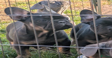 French Bulldog dogs - Advert 6