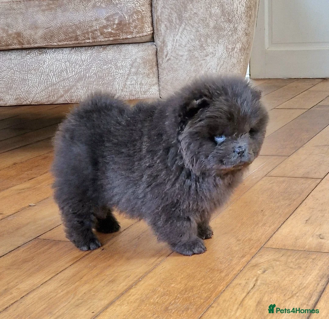 Chow Chow dogs for sale: Micro chow. Kc reg - Advert 1