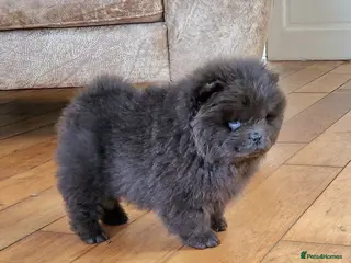 Chow Chow dogs Micro chow. Kc reg - Advert 1