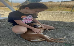 Mixed Breed dogs for adoption: Mickey – The Sweetest Small Shadow Companion - Advert 13