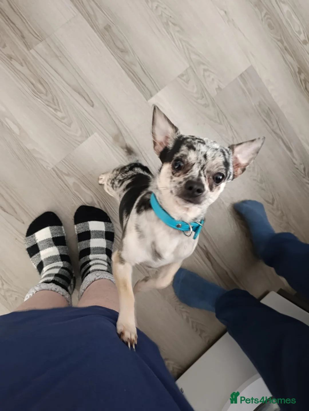 Mixed Breed dogs for sale: LAST PUP - Advert 8