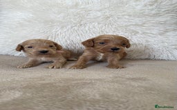 Cockapoo dogs for sale:  f1 cockapoos waiting list open now taking deposit - Image 11