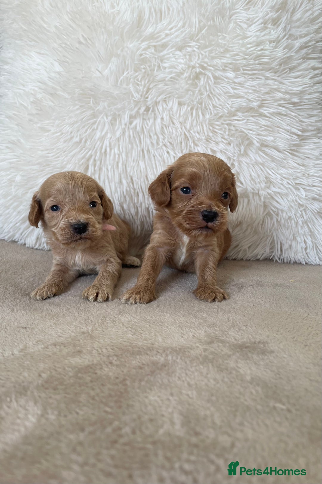 Cockapoo dogs for sale:  f1 cockapoos waiting list open now taking deposit - Image 11
