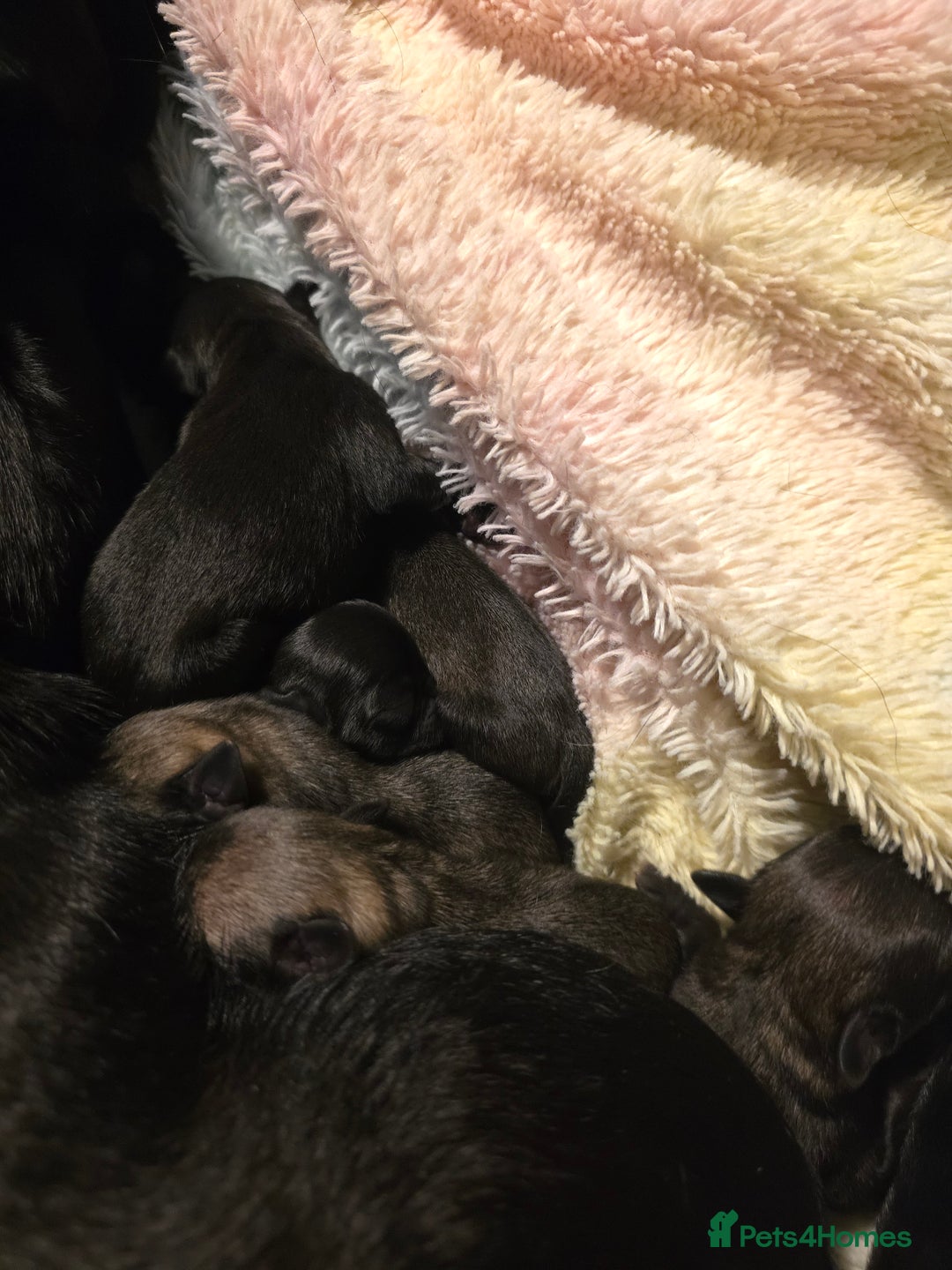 Pug dogs for sale: KC Pug puppies 4 girls 3 boys - Image 9