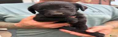 Cockerdor 4