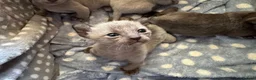Burmese cats for sale: Well socialised GCCF-reg'd pedigree Burmese kits - Advert 6