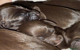 Sprocker dogs for sale: Beautiful Chocolate Sprocker Spaniels! - Image 7