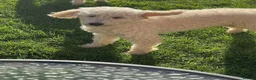 Miniature Poodle dogs for sale: Miniature poodle in Pershore - Advert 4