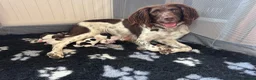 English Springer Spaniel dogs for sale: 🐾 KC Registered Working Springer Spaniel Puppies  - Advert 9