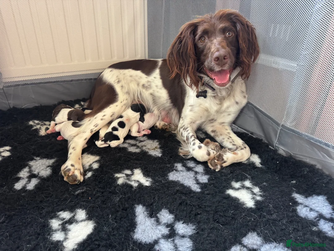 English Springer Spaniel dogs for sale: Ready Now - KC Working Springer Spaniel Puppies - Advert 5